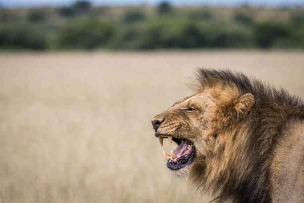 istock Yawning Lion in the high grass. 670336902