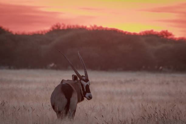 istock Gemsbok standing in grass at sunset. 670336904