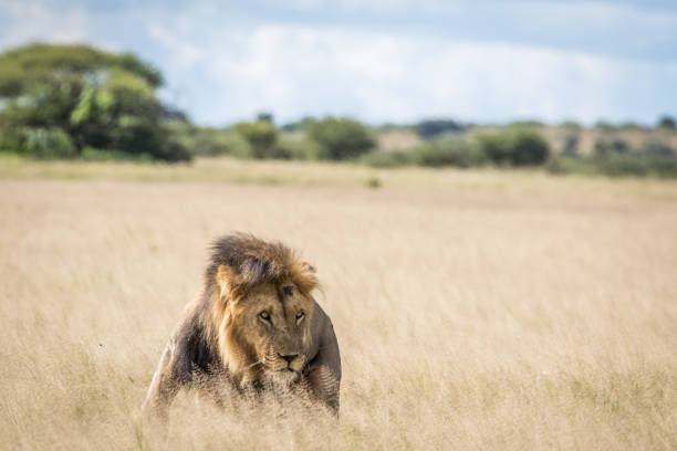 istock Male Lion in the high grass. 670336938