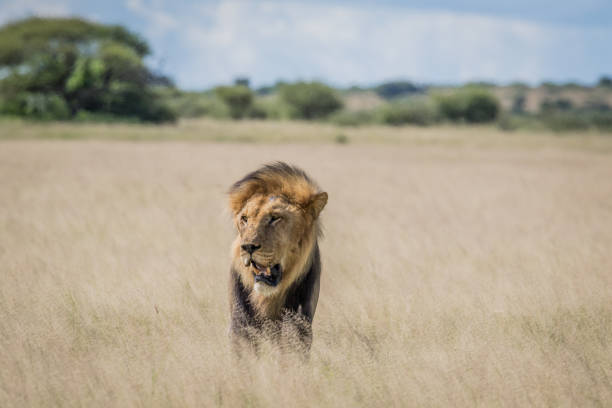 istock Male Lion in the high grass. 670336984