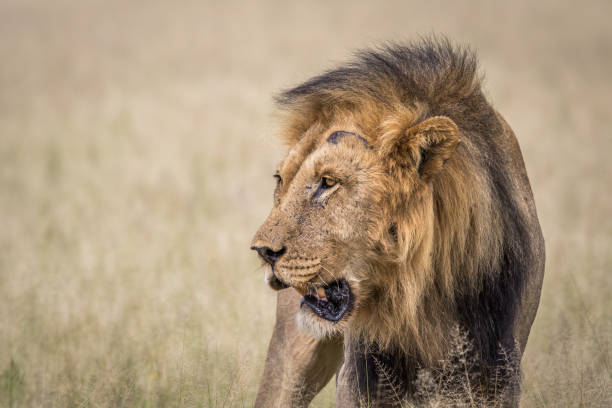 istock Male Lion in the high grass. 670337048