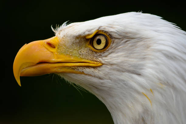 istock Captive Bald Eagle portrait taken at The Hawk Conservancy Trust Andover UK 670338686
