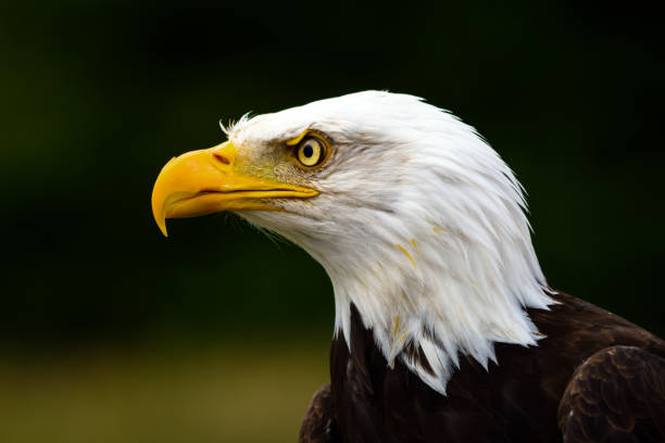 istock Captive Bald Eagle portrait taken at The Hawk Conservancy Trust Andover UK 670338714