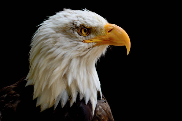 istock Captive Bald Eagle portrait taken at The Hawk Conservancy Trust Andover UK 670338758