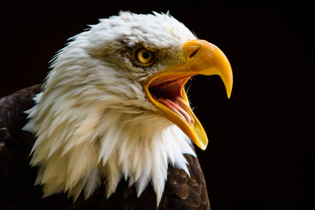 ritratto di captive bald eagle scattato all'hawk conservancy trust andover uk - leucocephalus foto e immagini stock