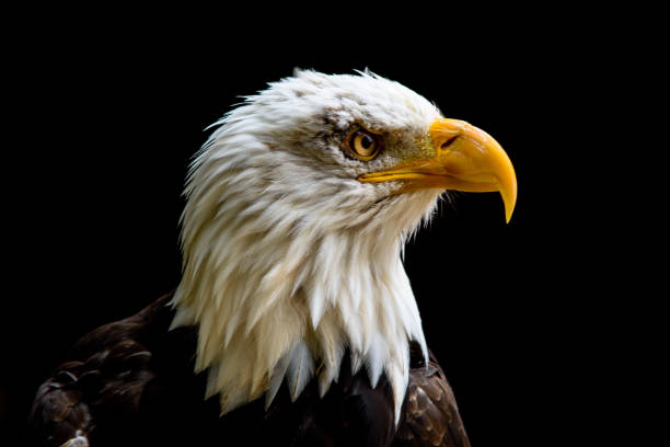 istock Captive Bald Eagle portrait taken at The Hawk Conservancy Trust Andover UK 670338770