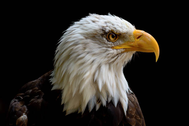 istock Captive Bald Eagle portrait taken at The Hawk Conservancy Trust Andover UK 670338774