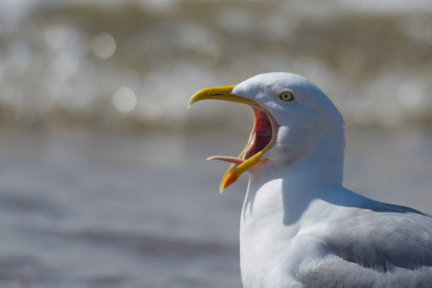 istock Seagull Calling Tongue Showing 670341372