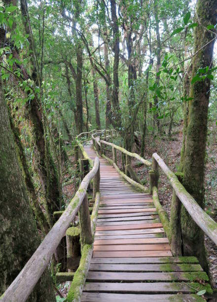 istock old wood walking path  through the jungle 670345192