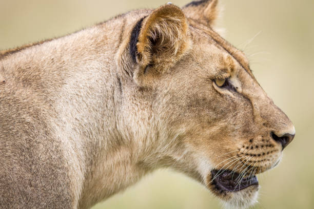 istock Side profile of a Lion. 670346088
