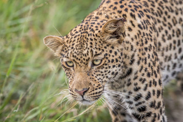 istock Close up of a Leopard head. 670346094