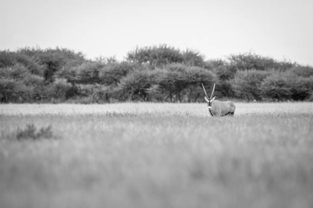 istock Gemsbok in the high grass in black and white. 670346156