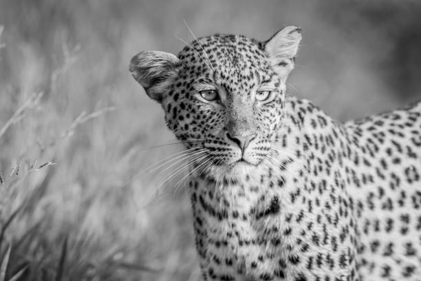 istock Close up of Leopard head in black and white. 670346278