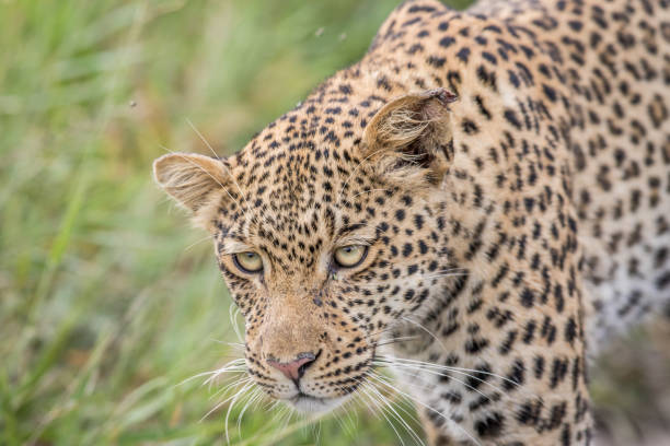 istock Close up of a Leopard head. 670346352