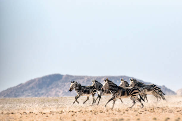 zebra di haartmans - repubblica del botswana foto e immagini stock