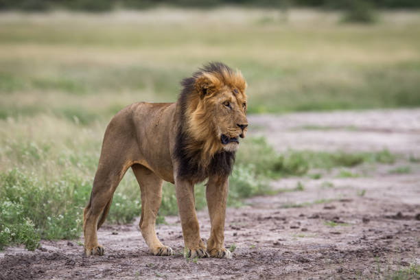 istock Male Lion standing on dirt. 670350330