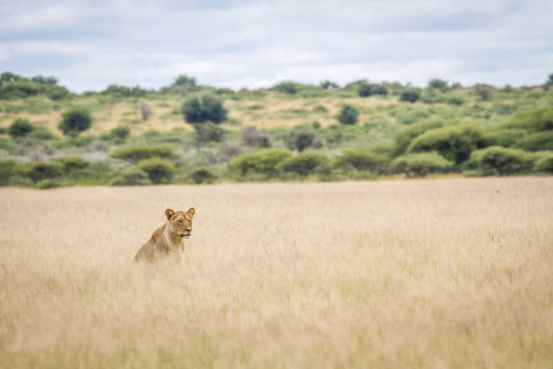 istock Lion in the high grass. 670350340