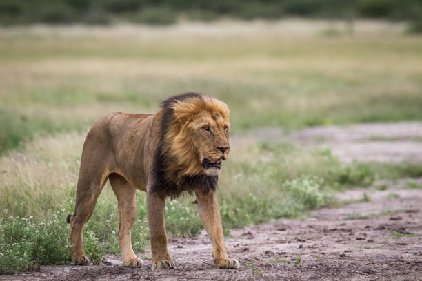 istock Male Lion standing on dirt. 670350348