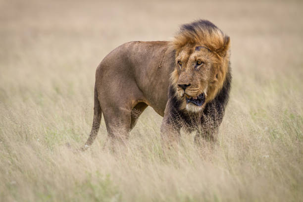 istock Male Lion in the high grass. 670350360