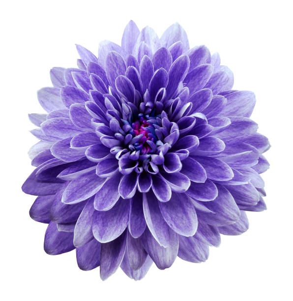 istock Violet flower chrysanthemum on white  isolated background 670353174