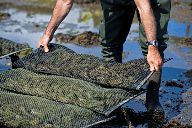 operaio nella fattoria delle ostriche - oyster foto e immagini stock