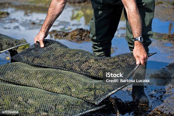 Worker On The Oyster Farm Stock Photo - Download Image Now - Oyster, Aquaculture, Agriculture