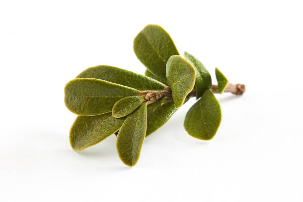 Bearberry leaves (Arctostaphylos uva-ursi) Bearberry leaves (medicinal plant Arctostaphylos uva-ursi) isolated on white background bearberry stock pictures, royalty-free photos & images