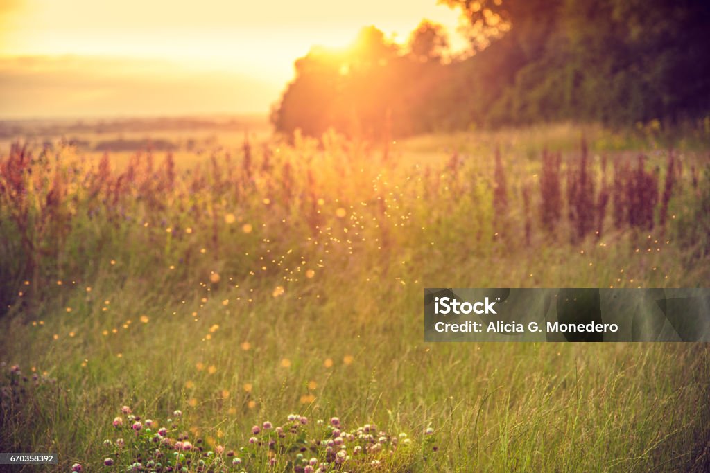 Fond d’une prairie dans l’après-midi - Photo de Prairie libre de droits