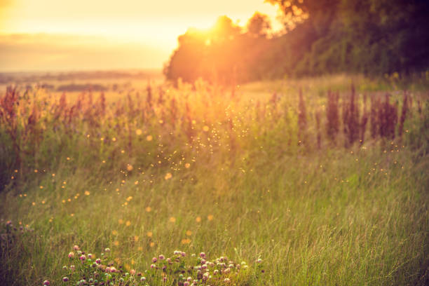 Background of a meadow in the afternoon stock photo