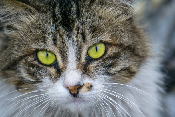closeup of a cat stock photo