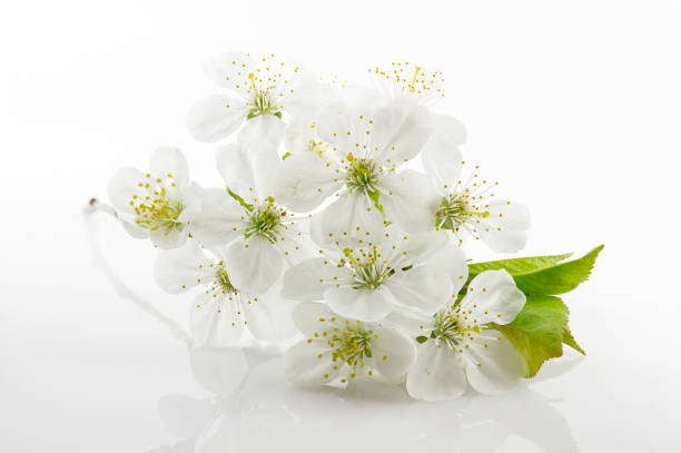 istock Tender inflorescences of fruit trees 670365750
