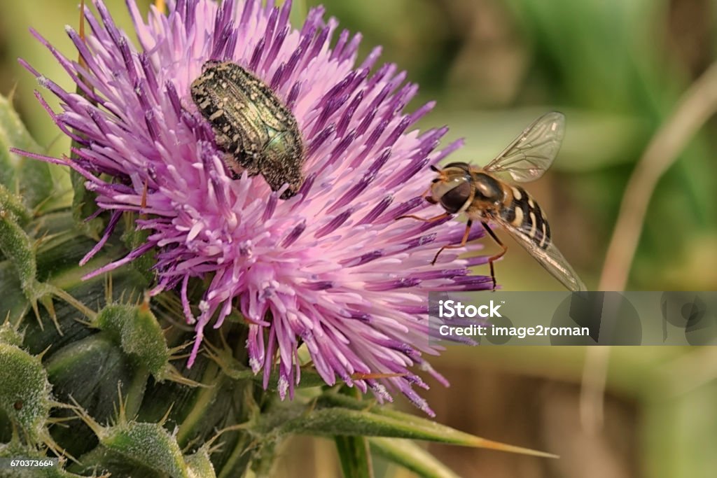 Corollas and beetle Syrphe of corollas and beetle laid on a thistle flower - insects of Europe. France Stock Photo