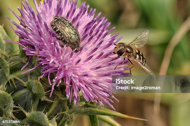 Corollas And Beetle Stock Photo - Download Image Now - France, Horizontal, Nature