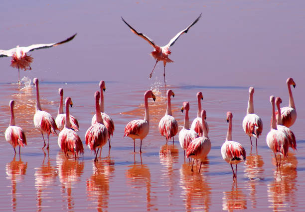 istock Flock of Flamingoes 670373882