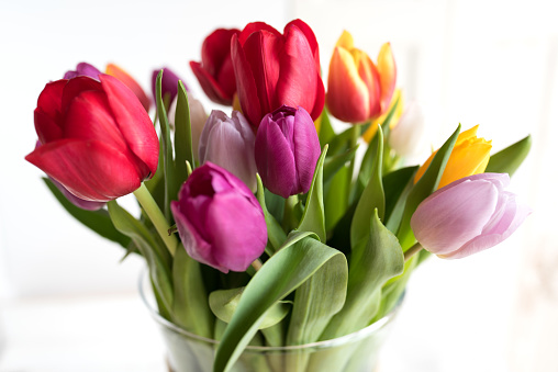 Colorful tulips with white background