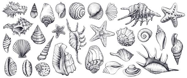 ilustraciones, imágenes clip art, dibujos animados e iconos de stock de conchas marinas vector conjunto. ilustraciones dibujadas a mano. - concha