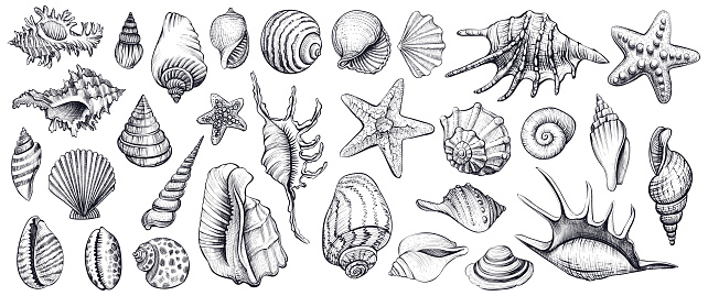 Seashells vector set. Hand drawn illustrations of engraved line. Collection of realistic sketches various mollusk sea shells different forms.