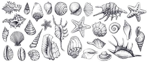 Seashells vector set. Hand drawn illustrations. Seashells vector set. Hand drawn illustrations of engraved line. Collection of realistic sketches various mollusk sea shells different forms. collection clam stock illustrations
