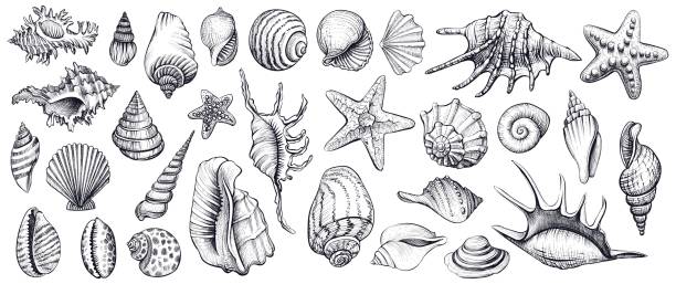 Seashells vector set. Hand drawn illustrations. Seashells vector set. Hand drawn illustrations of engraved line. Collection of realistic sketches various mollusk sea shells different forms. sea shell stock illustrations