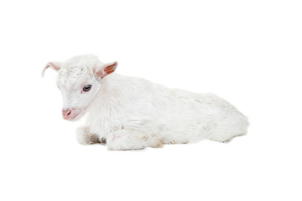 istock Little goatling on a white background 670377638
