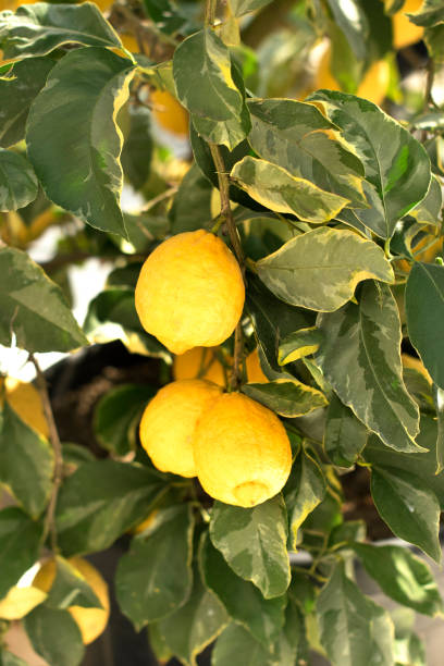 istock Orchard. Sicilian ripe lemons on a tree branch 670377992