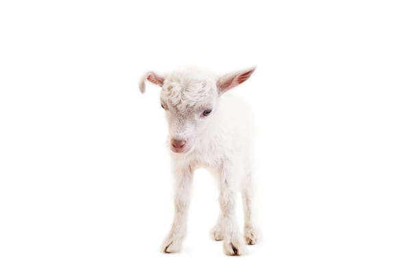 istock Little goatling on a white background 670378358