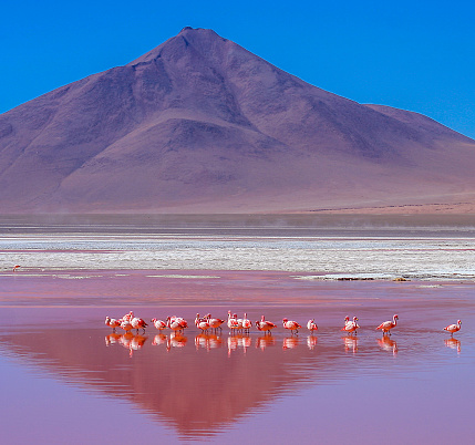 Flamingoes on Laguna Colorada in southern Bolivia