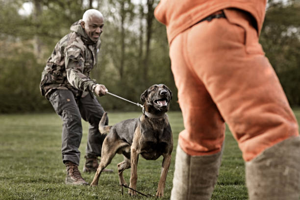 Handsome black middle aged man training with attack dog and trainer