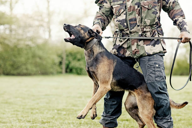 istock Handsome black middle aged man training with attack dog 670383212