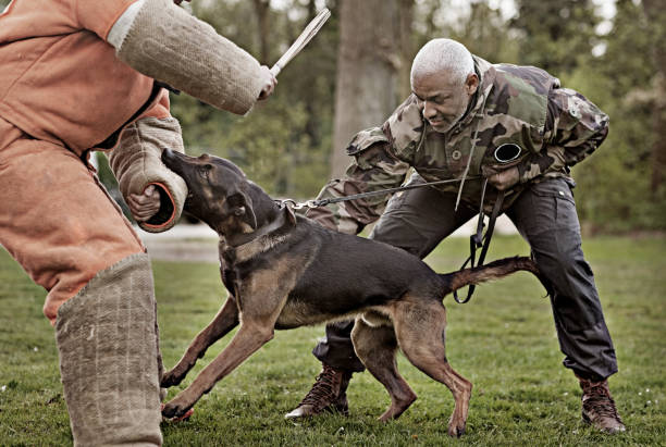 Handsome black middle aged man training with attack dog and trainer