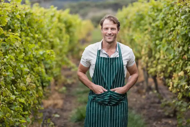 Happy vintner with hands in pockets in the fields