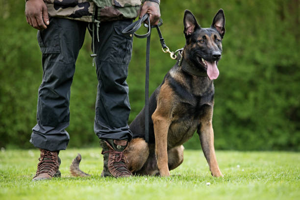 istock Working dog in outdoor daytime setting 670385966
