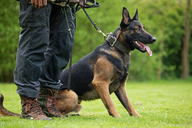 istock Working dog in outdoor daytime setting 670386072