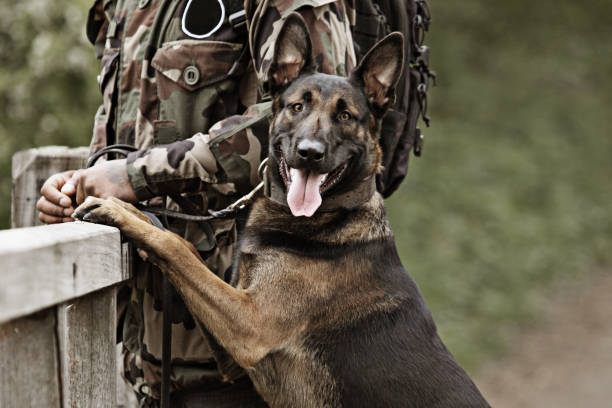 istock Working dog in outdoor daytime setting 670386262